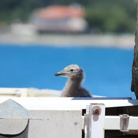 Daire Milkana Rovinj
