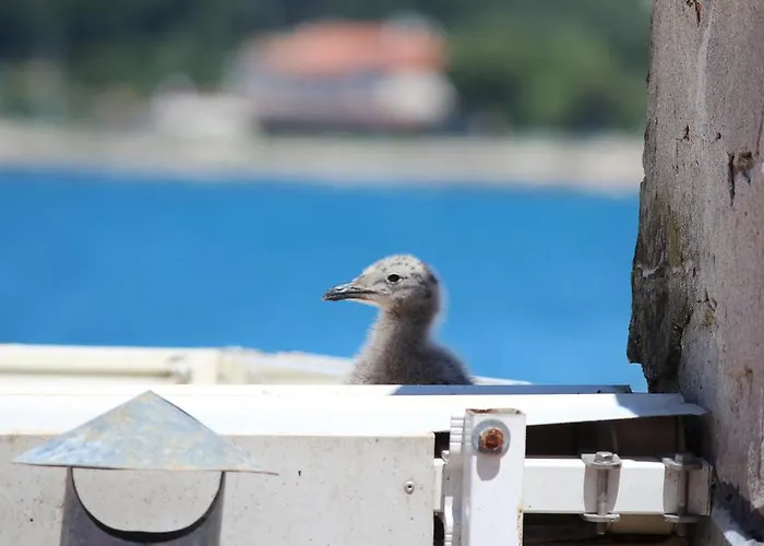 Apartamento Milkana Rovinj
